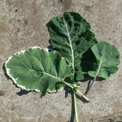 Complete Set of Organically Grown Rare Heritage Perennial Kales! - Image 1 of 2