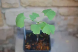 Ginkgo biloba - Bild 1 von 6