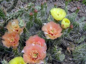 Opuntia erinacea v.columbiana, cactus resistente a las heladas, /precio por segmento/ - Imagen 1 de 2
