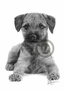 BORDER TERRIER PUPPY pencil drawing art print A4 only signed artwork dog - Picture 1 of 1