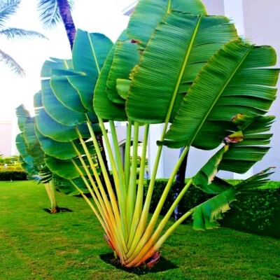 TRAVELERS PALM TREE SEEDS (Ravenala madagascariensis) Bird of Paradise Plant  - Image 1 of 4