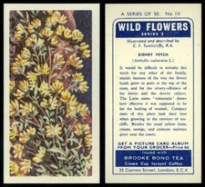 Kidney Vetch #19 Wild Flowers Series 3 Brooke Bond 1964 Tea Card