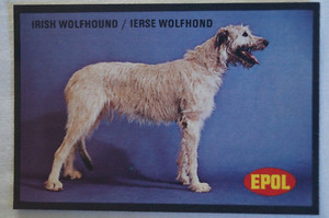 Dogs Vintage 1974 Epol Animal Feeds Colour Collector Card - Irish Wolfhound