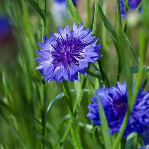 Cornflower Centaurea cyanus Blue Boy Plug Plants in Peat Free Compost Spring - Picture 1 of 3