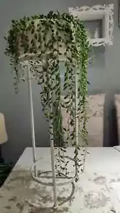 rare curio rowleyanus string of pearls Succculent fresh cuttings LARGE tears - Picture 1 of 2