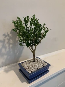 live bonsai tree Boxwood - Picture 1 of 3