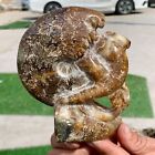 380G Rare! Natural Tentacle Ammonite Fossilspecimen Shell Healing Madagascar