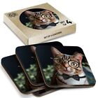 4 x Boxed Square Coasters - Geek Cat with Eye Glasses Bowtie  #16718