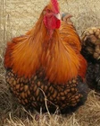 chicken hatching eggs and hatching supplies click here