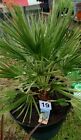 YouGarden 680063 Hardy Fan Palm Trachycarpus Fortuneia 80- 100cm Tall