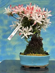 Joe Bonsai Azalea Wurzelform Satsuki "Yumehanabi" 24 Años Japón Cuenco Kp Nuevo - Imagen 1 de 19