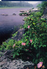 Water Scene Adirondacks New York  Postcard  cs7522