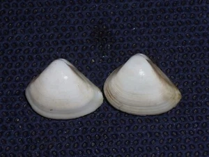 SPISULA SUBTRUNCATA GREAT PAIR - Bild 1 von 2