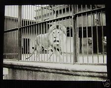 Glass Magic lantern Slide WHIPSNADE ZOO THE LION 1930'S BEDFORDSHIRE 