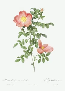 Red Sweet Brier Rose Les Roses by Pierre Joseph Redouté Print Repro - Picture 1 of 2