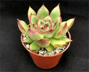 Echeveria agavoides x pulidonis | Hybrid | Surreal Succulents - Picture 1 of 4