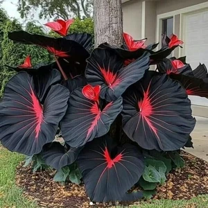 Schwarz-rote Caladium Blume 100 Samen Araceae Elefantenohr Herz Jesus Engelsflügel - Bild 1 von 3