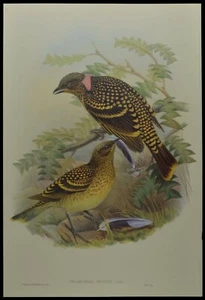 John Gould Guttared Bower-Bird British Museum Official Limited Print - Picture 1 of 2
