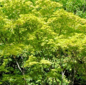 Tronco alto cuerno de abanico Shigitatsu-sawa 40-60 cm - Acer palmatum - Imagen 1 de 1