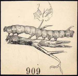 Antique Drawing-CATERPILLAR-ITEM 909-Gerard Claes-1900 - Picture 1 of 1