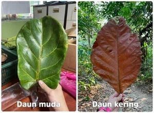 30 pieces Daun ketapang indian almond leaf cattapa leaf aquarium - Picture 1 of 4
