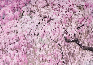 14 ct. Cherry Blossoms Note Cards - Imagen 1 de 4