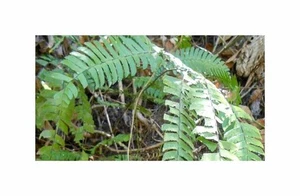 10x Adiantum tetraphyllum Jungfernhaarfarn Pflanzen - Samen B1875 - Picture 1 of 6