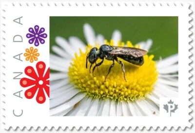 cq. WASP na flor DAISY = Selo postal foto MNH Canadá 2018 p18-06-sn01 - Imagem 1 de 2