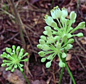 WILD RAMPS Seeds (Allium tricoccum) Ramson Vegetable Wild Garlic Wild Leek Plant - Picture 1 of 7