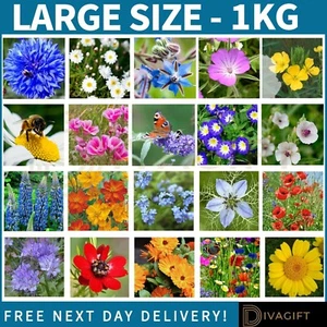 WILD FLOWER SEEDS SIMPLY SCATTER WILDFLOWER PLANTS BUTTERFLY BEE MIX LARGE 1KG - Picture 1 of 11