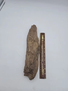 Large Petrified Wood 5 LB 3 OZ 14" Long 3" Wide - Picture 1 of 13