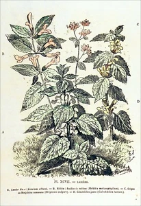 HERBIER - LAMIER, MÉLITE à feuille de MÉLISSE, ORIGAN (MARJOLAINE), GALEOBDOLON - Picture 1 of 3