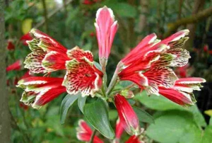 Parrot Lily (Alstroemeria psittacina) 3 Clumps (approx 30 tubers) - Picture 1 of 4