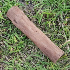 1850 Gram Ceylon Ironwood Indonesian Nagasari Wood Nagkesar from Java Indonesia - Picture 1 of 6