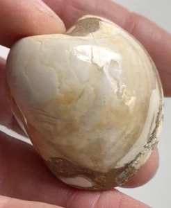 Polished Fossil Bivalve Clam, 50mm ! - Picture 1 of 1