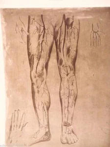 lastra matrice zinco litografie corpo umano modello anatomico 2 skull vintage - Picture 1 of 7