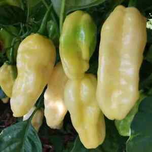 Peperoncini Habanero White=10 frutti Essiccati Nb:Chiedi sempre disponibilità!