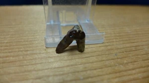 GEOLOGICAL ENTERPRISES Permian fossil shark tooth Orthacanthus texensis Oklahoma - Picture 1 of 5