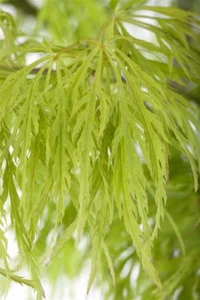Acer palmatum 'Dissectum', Japanischer Ahorn, 125–150 cm, filigran - Bild 1 von 14