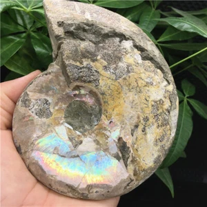 455g Natürliche Muschel Fossil Exemplare Madagaskars y148 - Bild 1 von 12