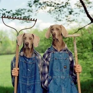 William Wegman 'Farm Days' 2014 FIRMADO Ltd. Edición Fotografía 11" x 11" **NUEVO** - Imagen 1 de 6