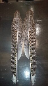 Argus Pheasant - Wing  Feathers (Beautiful)