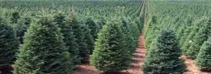 500 x Noble Fir Christmas tree seeds... - Picture 1 of 4