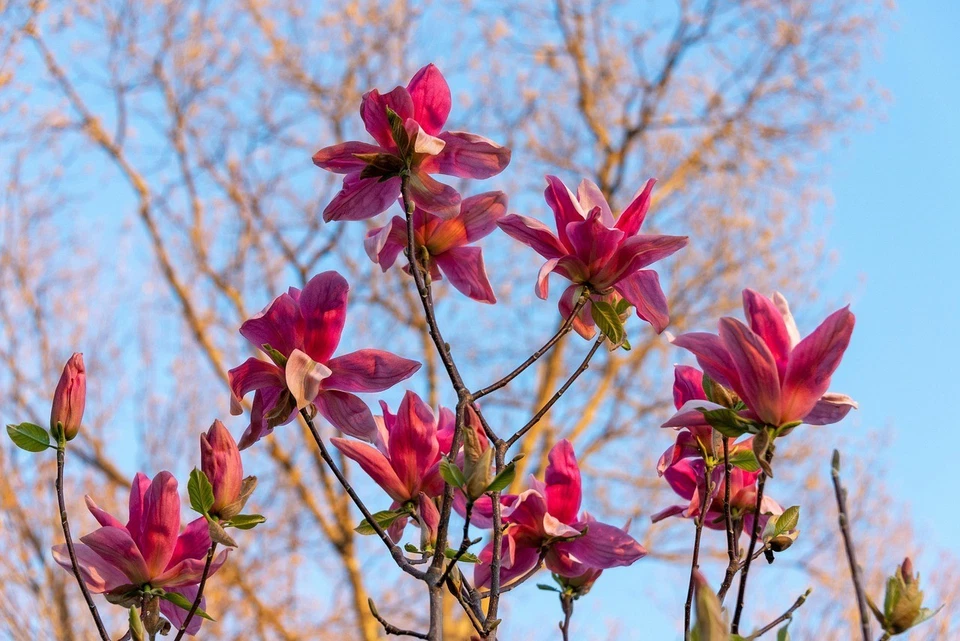 Sternmagnolien Magnolie Stecklinge rot winterharte Pflanzen für den Garten Deko - Bild 1 von 1