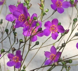 TALINUM CALYCINUM, FLOR DE LLAMA - Imagen 1 de 4