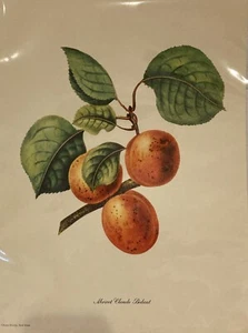 Penn Prints Apricot Claude Bidant Print New York 12x9 - Picture 1 of 4