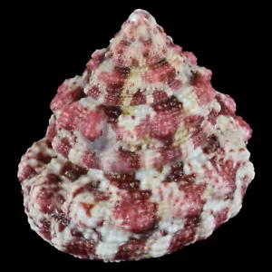 TROCHUS FERREIRAI (Bantayan Isl., Philippinen) 24,8mm #47394 - Bild 1 von 4