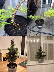 ® Kit de alambre de entrenamiento de bonsái para árbol de bonsái con bonsái Wi... - Imagen 1 de 12