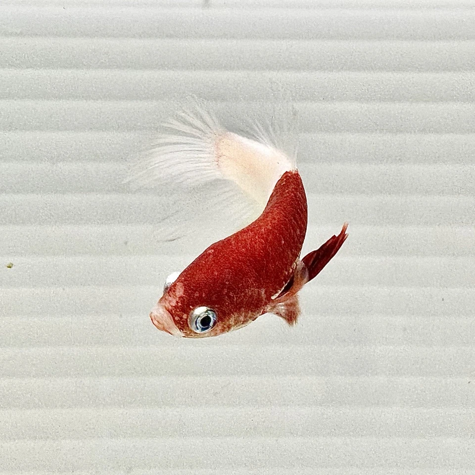 US SELLER(NEW) RARE Male Tancho Kohaku 🇯🇵 HMPlakat Betta Imported frm Thailand - Image 1 of 4