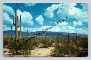 Postal Roadway Through The Seaguaros Cactus Southern Arizona - Imagen 1 de 2